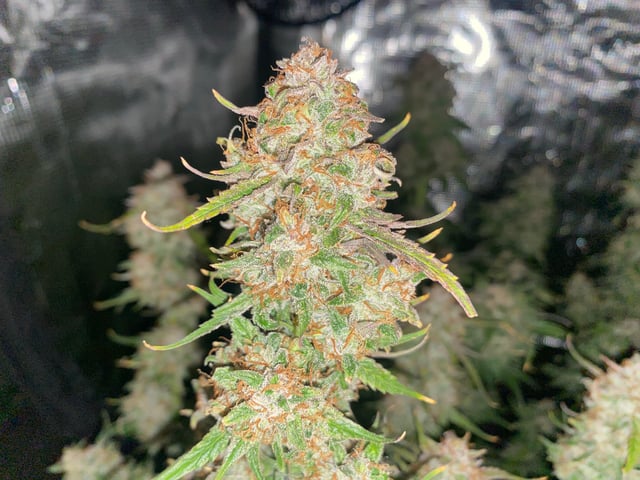 Auto Run #1 2025-2026 — flower, day 100