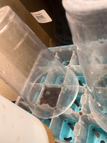 easy bud auto & nothern lights auto — germination, day 3