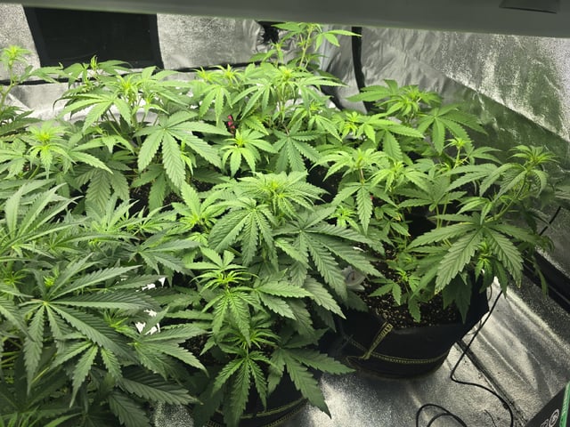 3rd Auto Grow — vegetative, day 52