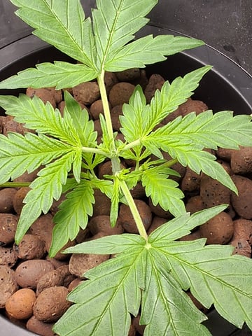 BABY SISTER — vegetative, day 28