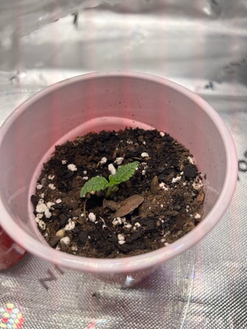 First Ever Grow GT — seedling_rooting, day 7