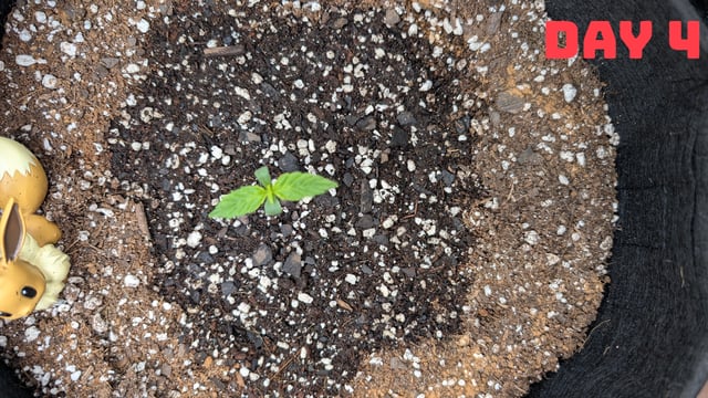 Strawberry Cheesecake Seedsman Seeds Autoflowers x2 — seedling_rooting, day 7