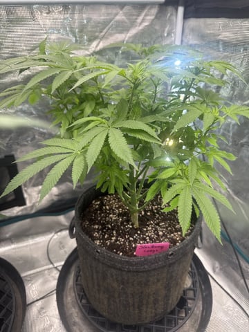  strawberry cough — flower, day 48