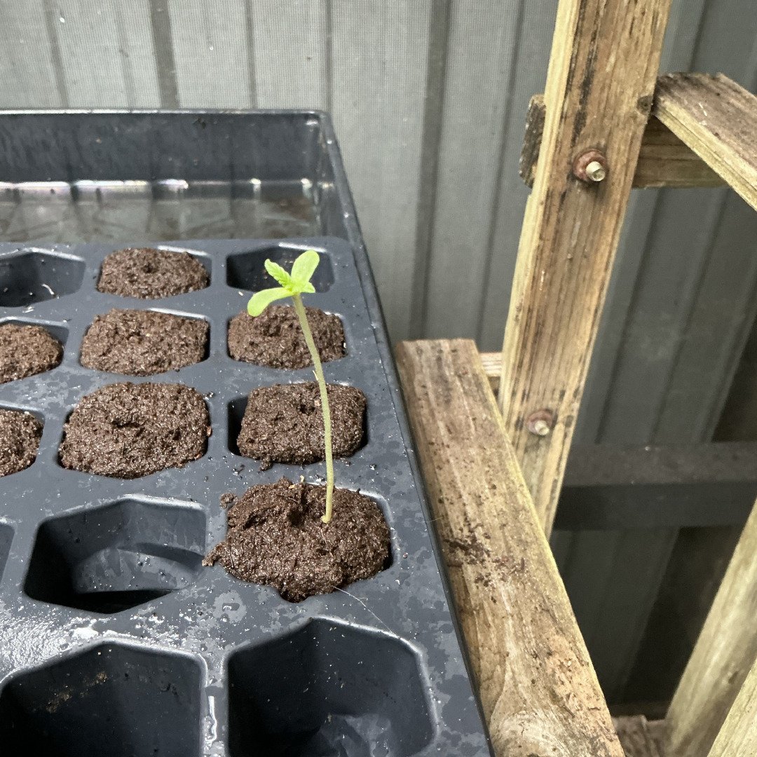 Blue Dream Auto
