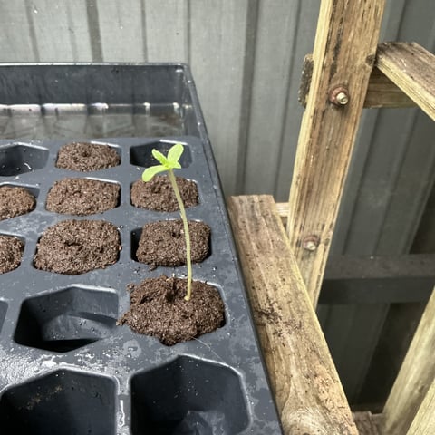Blue Dream Auto — germination, day 1