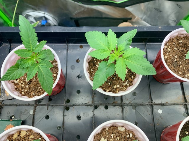 Papaya Frosting  — seedling_rooting, day 15