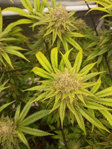 FastBuds Photo-Lemon Mandarin  — flower, day 139