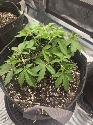 4 strains in 1 tent — vegetative, day 11