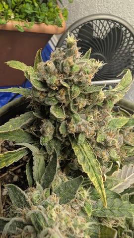 Sativa Summer Autos — flower, day 81