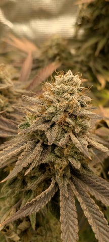 Perpetual Garden — flower, day 48