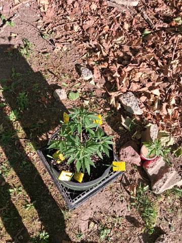 My First Grow — vegetative, day 79