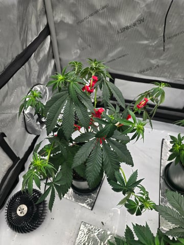 Homegrown - 🍒 🥧 & GSC Auto, 🚀 Seeds 🍌 Buttercups  — flower, day 41