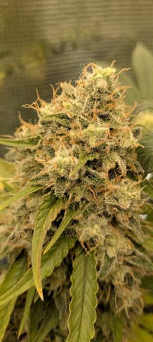 Perpetual Garden — flower, day 48