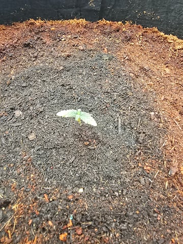 Swiss 1 — vegetative, day 1