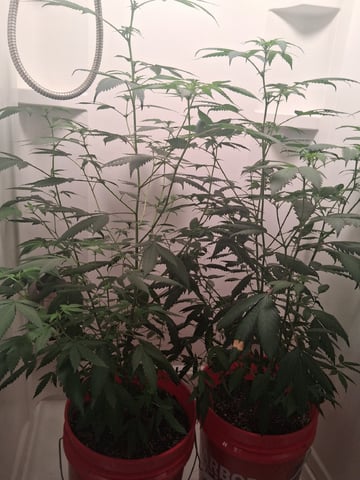 S&D  First Grow — flower, day 50