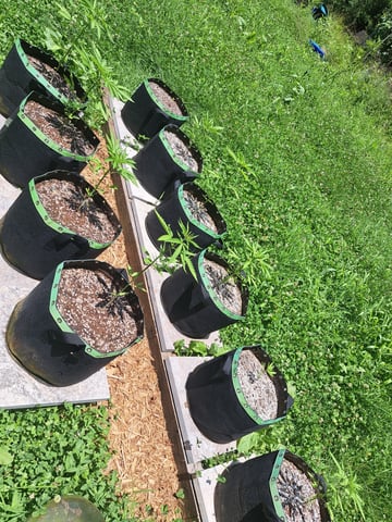 Bucket List Grow #2 — vegetative, day 32