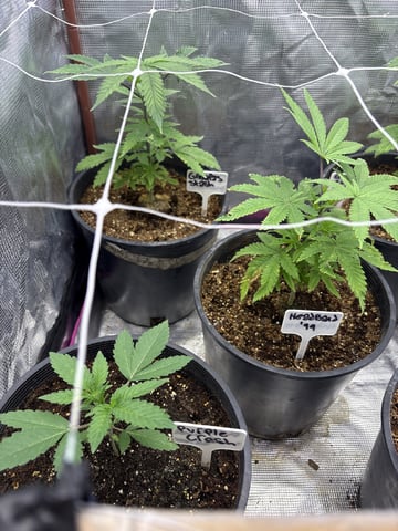 first grow in new 2x2 — vegetative, day 41