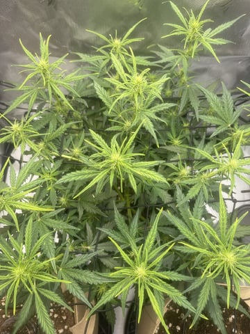 3x3 Grow — flower, day 11