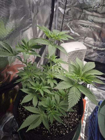 Grow 1 2026 Dream Widow — vegetative, day 51