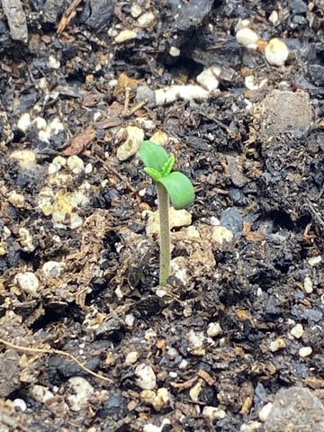 Gorilla Melon — seedling_rooting, day 4