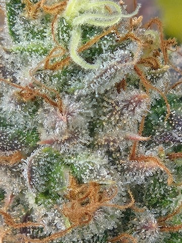 First Grow — flower, day 125