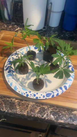 blueberry cupcake  — vegetative, day 1