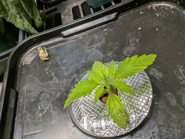 skunk auto — seedling_rooting, day 1
