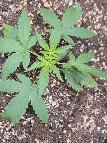 Sundae Driver — vegetative, day 33