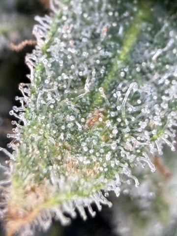 Indoor & Outdoor Grow 6 — flower, day 68