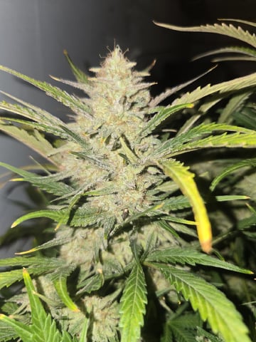 Autos AGAIN — flower, day 94