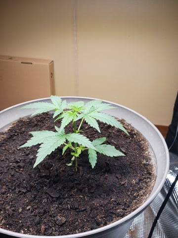 black gorilla feminized  — flower, day 17