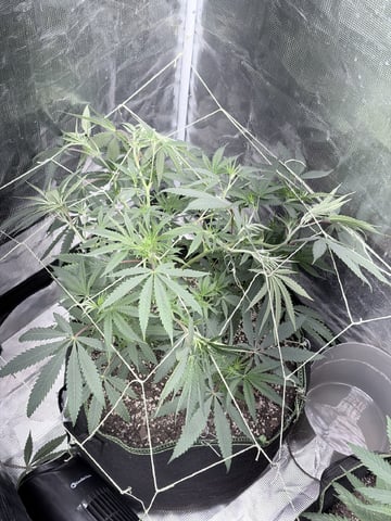 New LADIEZZ — vegetative, day 60
