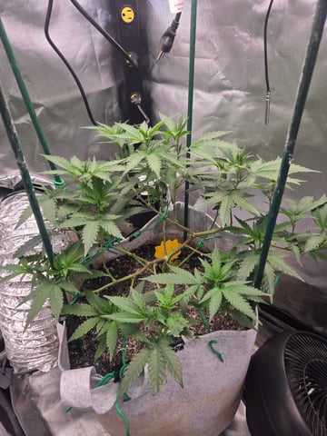 Looking for advice! — flower, day 48