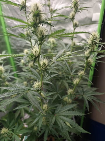 Indoor 1 — vegetative, day 32