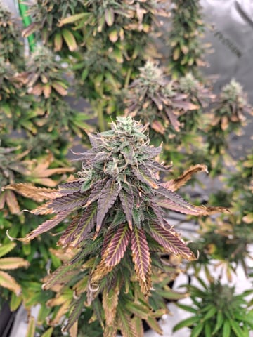 Do Si Dos -Cookies — flower, day 113