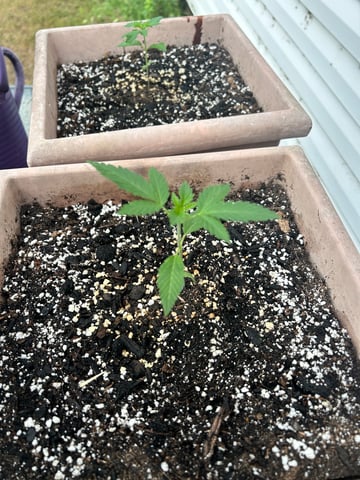 White Widow Twins — vegetative, day 21