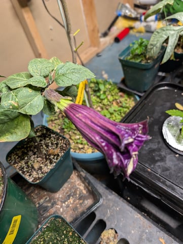 See what grows — vegetative, day 331