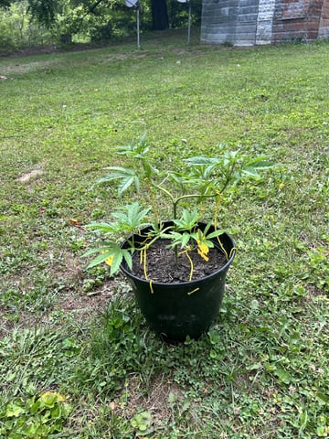 2026 Outdoor — vegetative, day 46