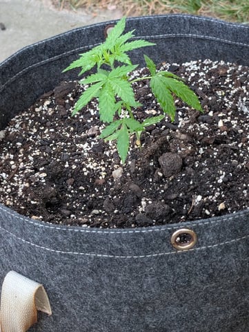 Gorilla Cookies Auto — seedling_rooting, day 20