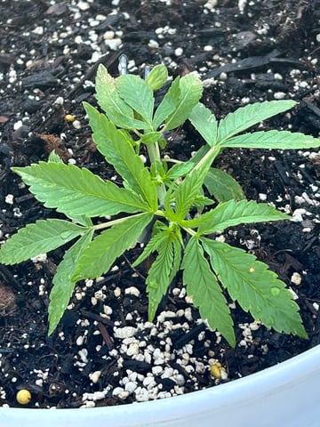 First ever grow — vegetative, day 34