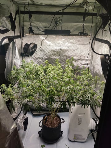 Grape Gasoline — flower, day 2