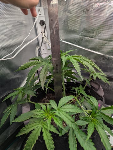 Control Plant — vegetative, day 56