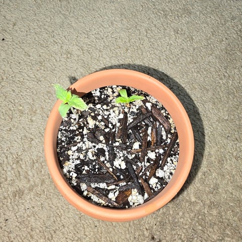 First Grow — vegetative, day 1