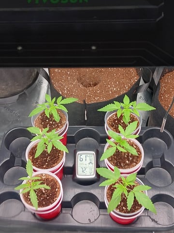 1st tent grow — vegetative, day 1