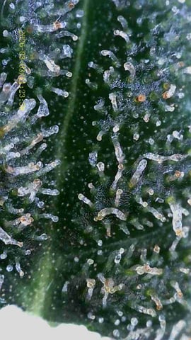 1st Auto Grow (LSD + BrB) - 1st indoor Grow — flower, day 73