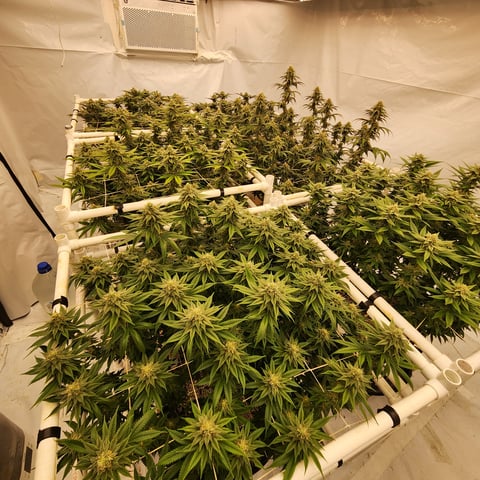 true genetics  — flower, day 27