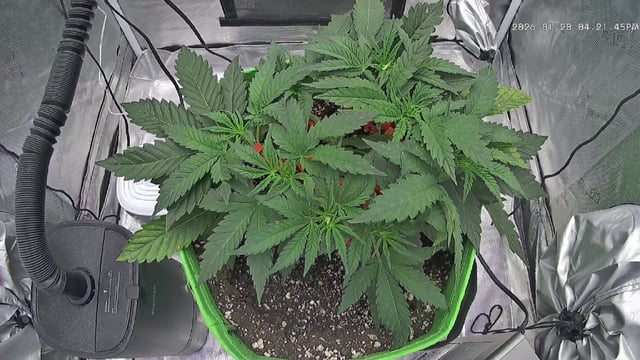 FastBuds Photo-Lemon Mandarin  — vegetative, day 43