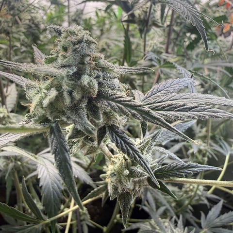 Bruce Banner (Auto) — done, day 71