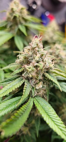 Cookies Usa — flower, day 109