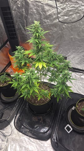 Beginner - My first grow has been an incredible experience so far! — flower, day 65